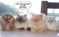 /album/galeria-de-fotos/ogaaahqs1mxndtjzoy2y5waohcwkvnovanvwwbvgiiyiydwdj-ppxdy2g-xlfj6os50zkfddyw2rxm6877mitbn0xi8am1t1upbx9vfntg6olwxfbhtbntxi3gst-jpg/